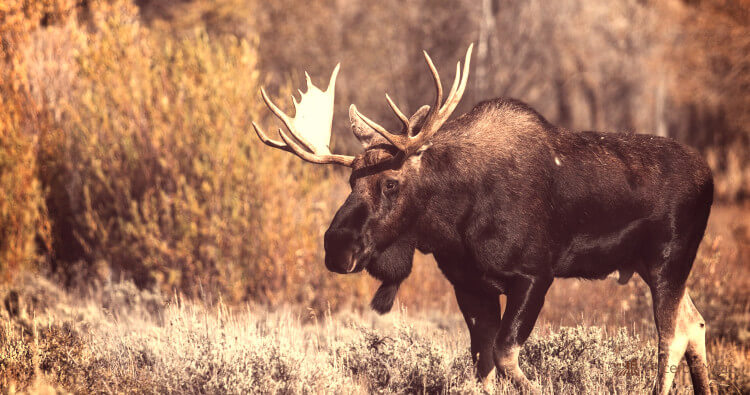 Moose Meat Guide: Benefits, Taste, Cooking Tips, and Recipes