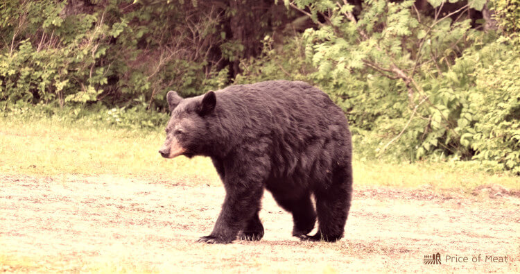 Bear Meat: Tasting, Cooking, and Buying 1 Black Bear