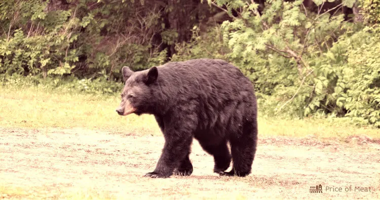 Black Bear