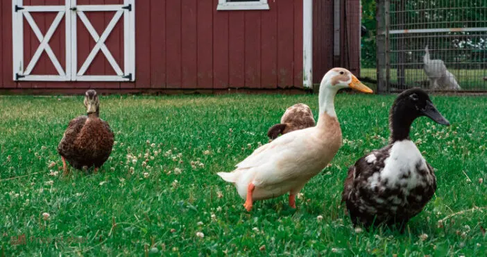 Duck Meat