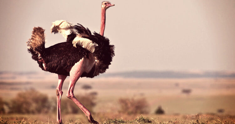 What Does Ostrich Meat Taste Like & How Do You Cook It Well?