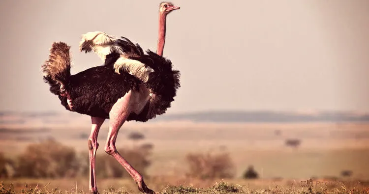 Ostrich