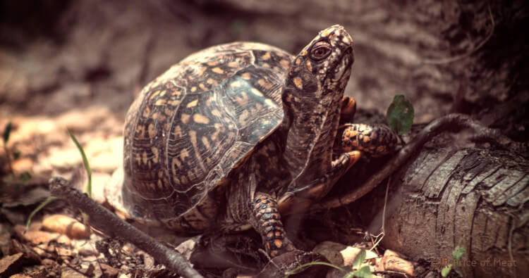 Turtle