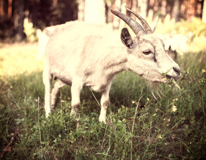 Goat Meat 101: Tips for Tasting, Cooking, and Purchasing