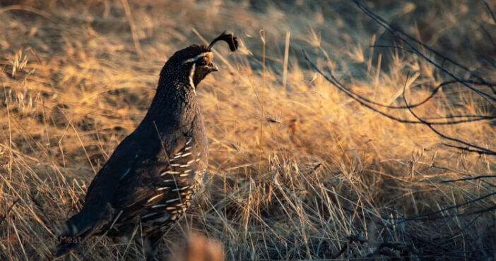 7 Facts About Quail Meat and Why You Should Try It