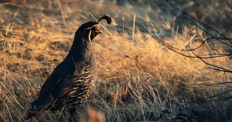 Quail Meat