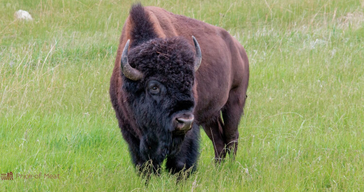 Bison Meat
