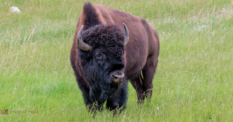 7 Tips on What Does Bison Taste Like & Best Cooking Practices