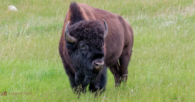 Bison Meat