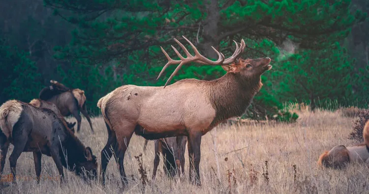 Elk Meat