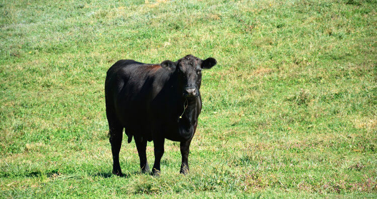 Essential Facts About Angus Cattle: Origin, Popularity, and Characteristics in the Beef Industry