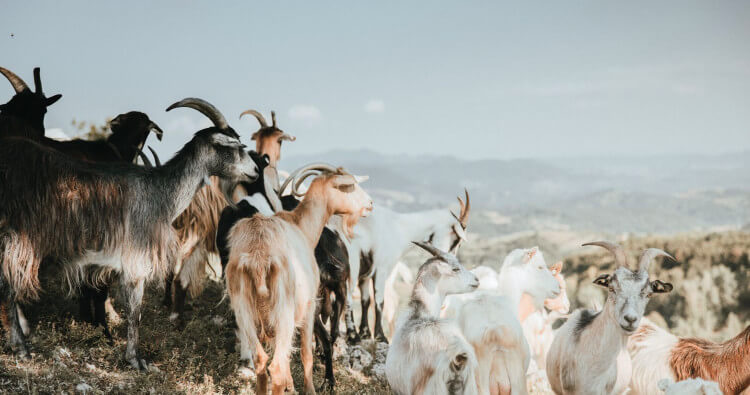 Exploring Goat Meat: What is Goat Meat Called & 10+ Key Facts