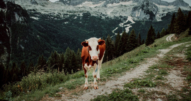 Regenerative Beef Demystified: The Truth About Guilt-Free Meat 1 Regenerative Beef