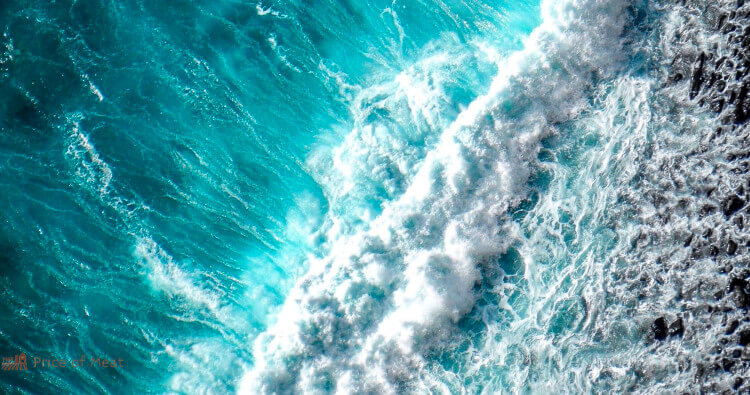 BlueNalu Explained 1 Blue Nalu