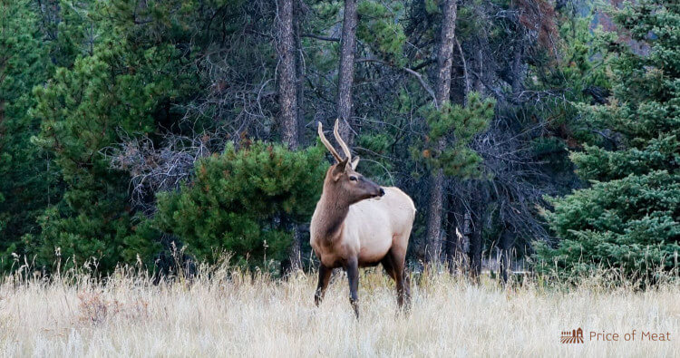 Caribou Meat Guide: Taste, Nutrition, Cooking Tips, and Buying Advice 1 Caribou
