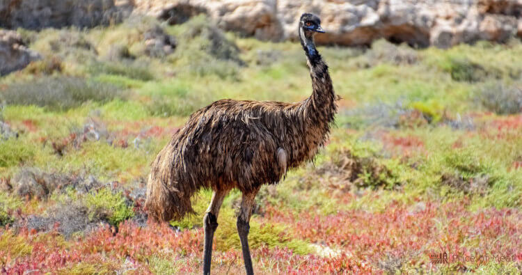 Emu Meat: Tasting, Cooking & Buying