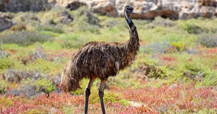 Emu Meat