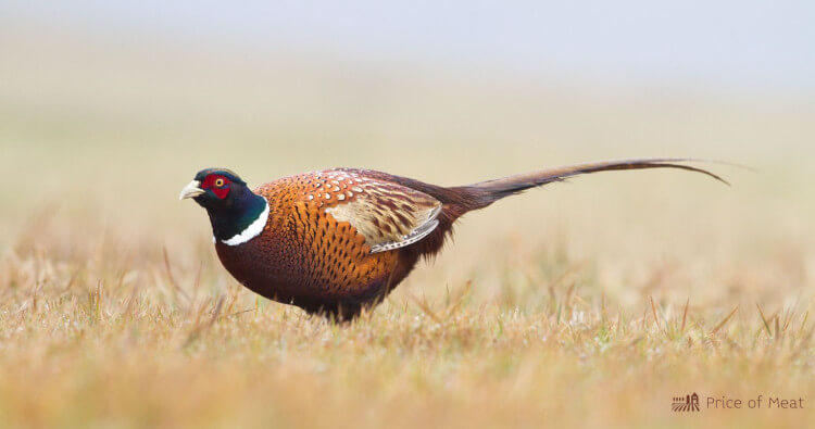 Pheasant Meat: Tasting, Cooking & Buying