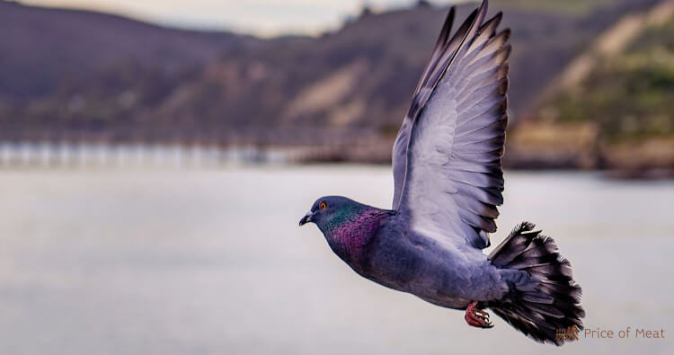 The Rise and Fall of Pigeon Meat: A Guide to Cooking and Eating Squab Today