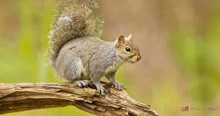 Squirrel Meat