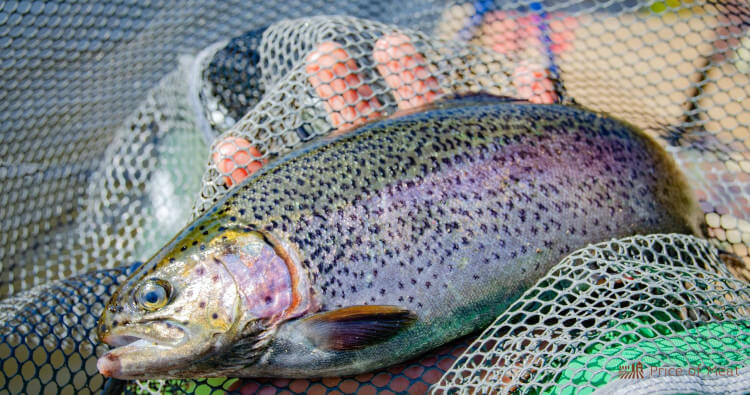 Trout Meat 101: How to Buy, Cook, and Enjoy