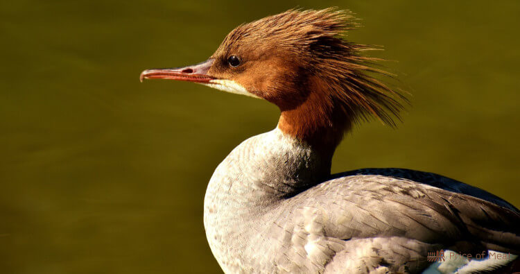 North America's Best Game Birds: 75+ Types and Their Flavors 5 Common Merganser North America's Best Game Birds: 75+ Types and Their Flavors