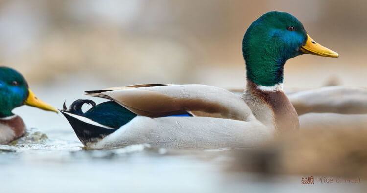 North America's Best Game Birds: 75+ Types and Their Flavors 6 Mallard North America's Best Game Birds: 75+ Types and Their Flavors