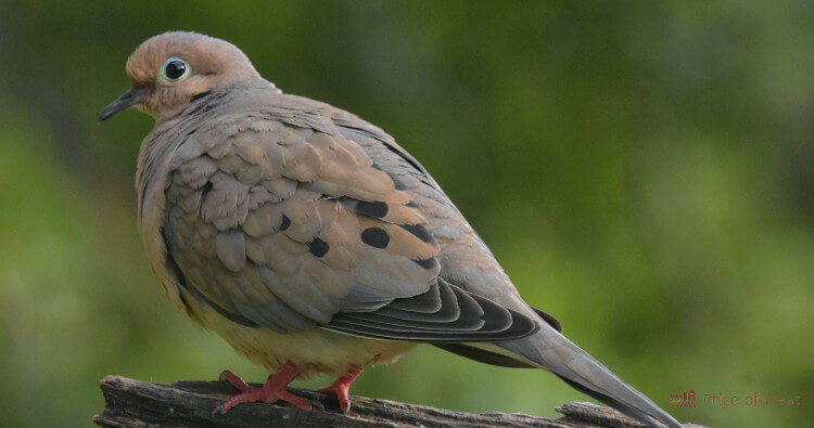North America's Best Game Birds: 75+ Types and Their Flavors 3 Mourning Dove North America's Best Game Birds: 75+ Types and Their Flavors