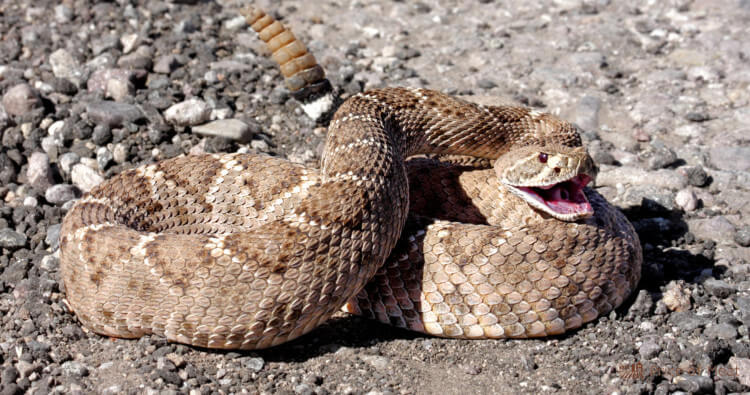 Can You Eat Rattlesnake? A Detailed Guide on Taste & Safety