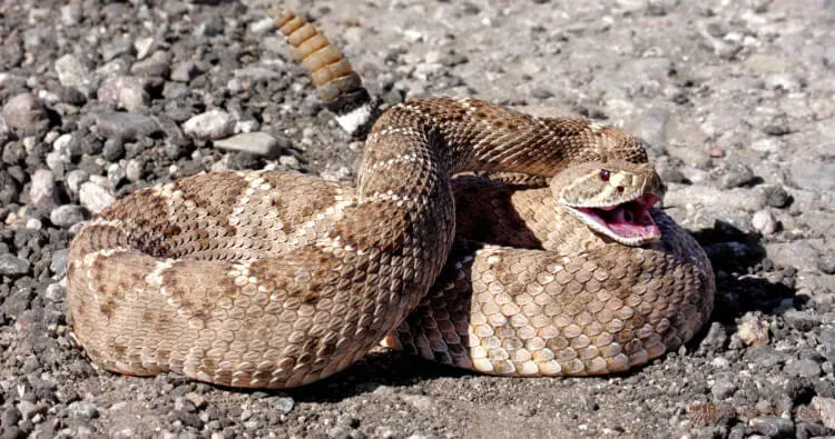 Rattlesnake Meat