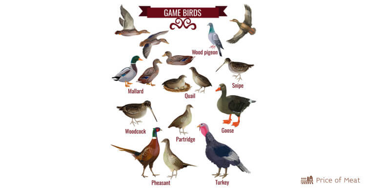 North America's Best Game Birds: 75+ Types and Their Flavors 1 Types of Game Birds