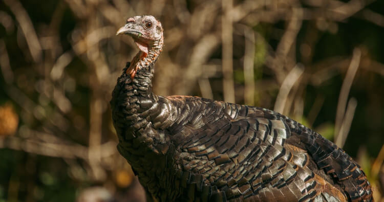 North America's Best Game Birds: 75+ Types and Their Flavors 2 Wild Turkey North America's Best Game Birds: 75+ Types and Their Flavors