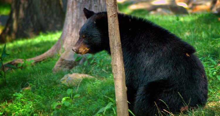 Bear Meat: Tasting, Cooking, and Buying 2 Bear Bear Meat: Tasting, Cooking, and Buying