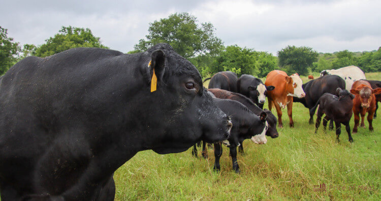 Black Angus bull and his herd of cows and calves