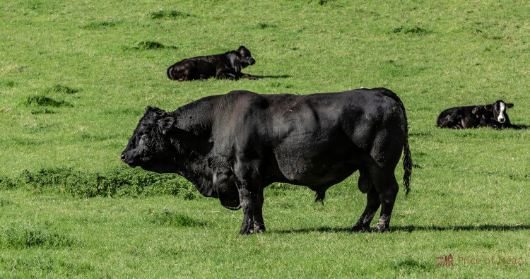 Hornless Angus Bull