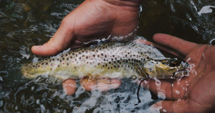 3+ Simple Steps to Perfectly Fillet a Trout 2 Trout 3+ Simple Steps to Perfectly Fillet a Trout