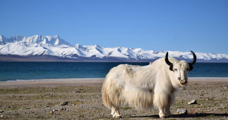 Yak Recipes — Woodsedge Farm