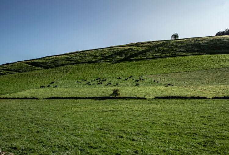 Angus Cattle in Scotland