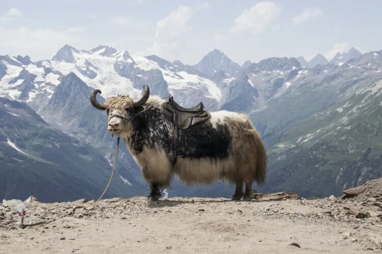 brown cow on brown field