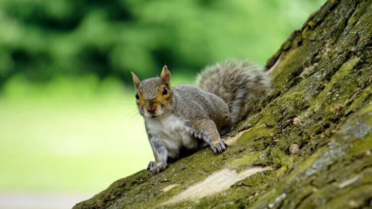 Squirrel Meat: Tasting, Cooking, and Buying 2 Squirrel