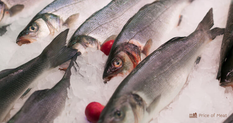 Bronzini 101: Everything You Need to Know About Its Production 1 Bronzini Sea Bass