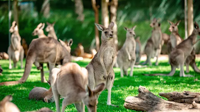 Kangaroo Meat