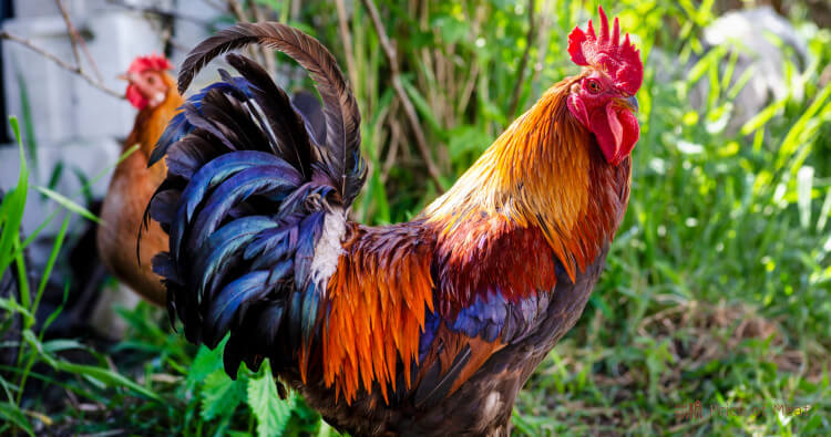 Can You Eat Rooster Meat? 4+ Ways To Get More from Your Roosters