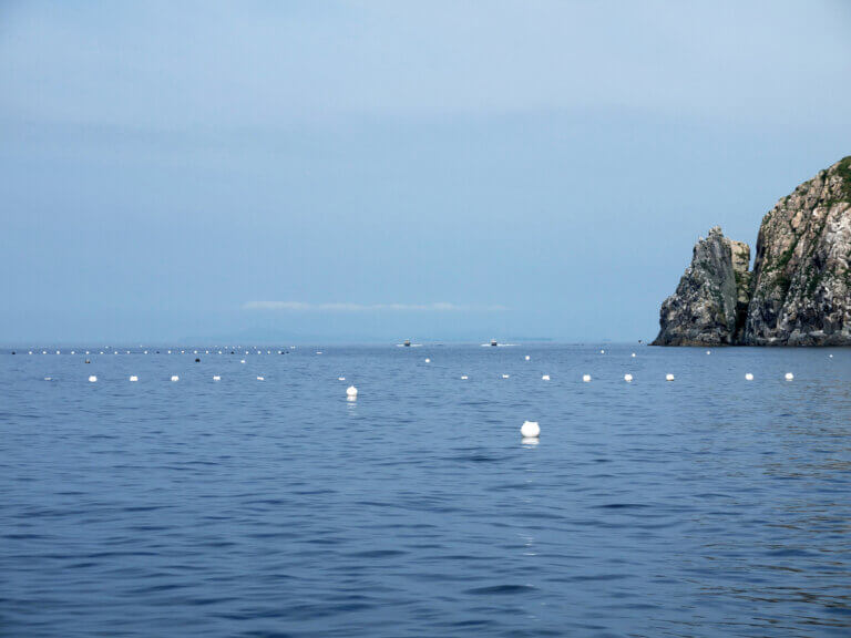 6 Reasons Why Scallops Are So Expensive Insights for Seafood Fans