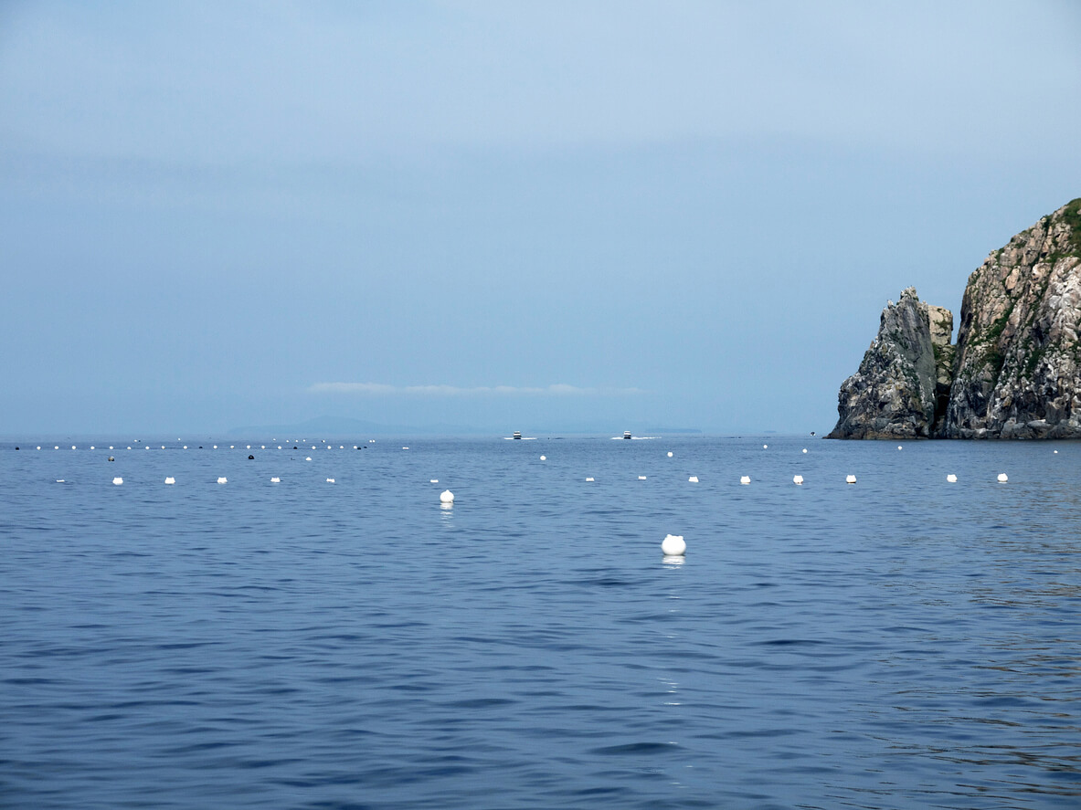 6 Reasons Why Scallops Are So Expensive Insights for Seafood Fans