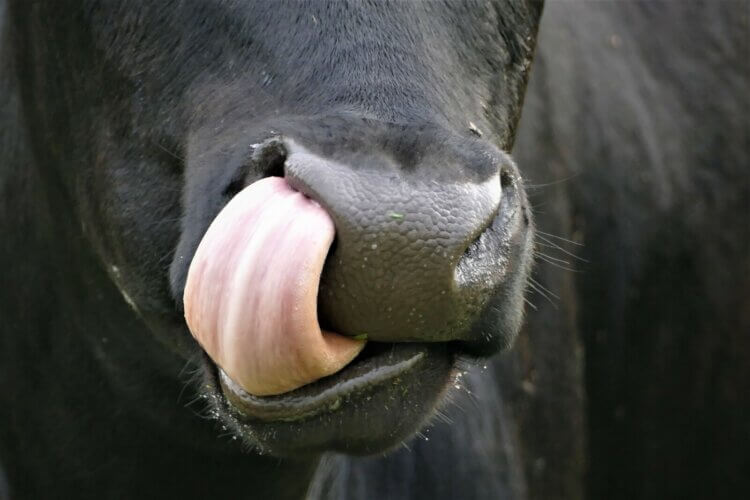Why Is Beef Tongue So Expensive? Its Popularity Is On The Rise For Many Reasons 2 Cow Tongue