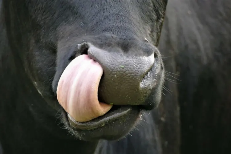 Cow Tongue