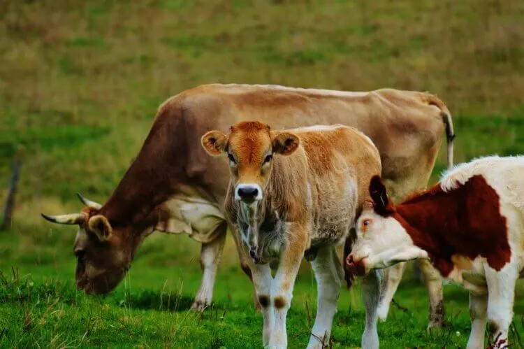 Grass Fed Cow