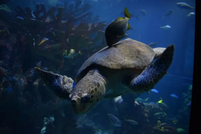 Loggerhead Turtle