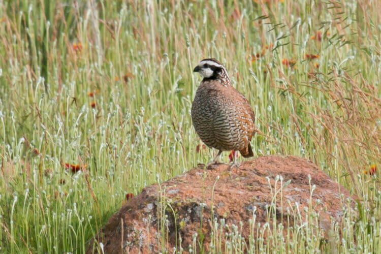 Quail